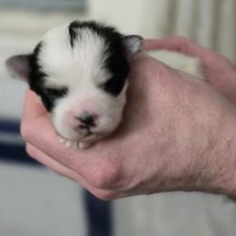 Male 3 - White male Morkie puppy in Pittsburgh, Pennsylvania from Maria's Morkies & More