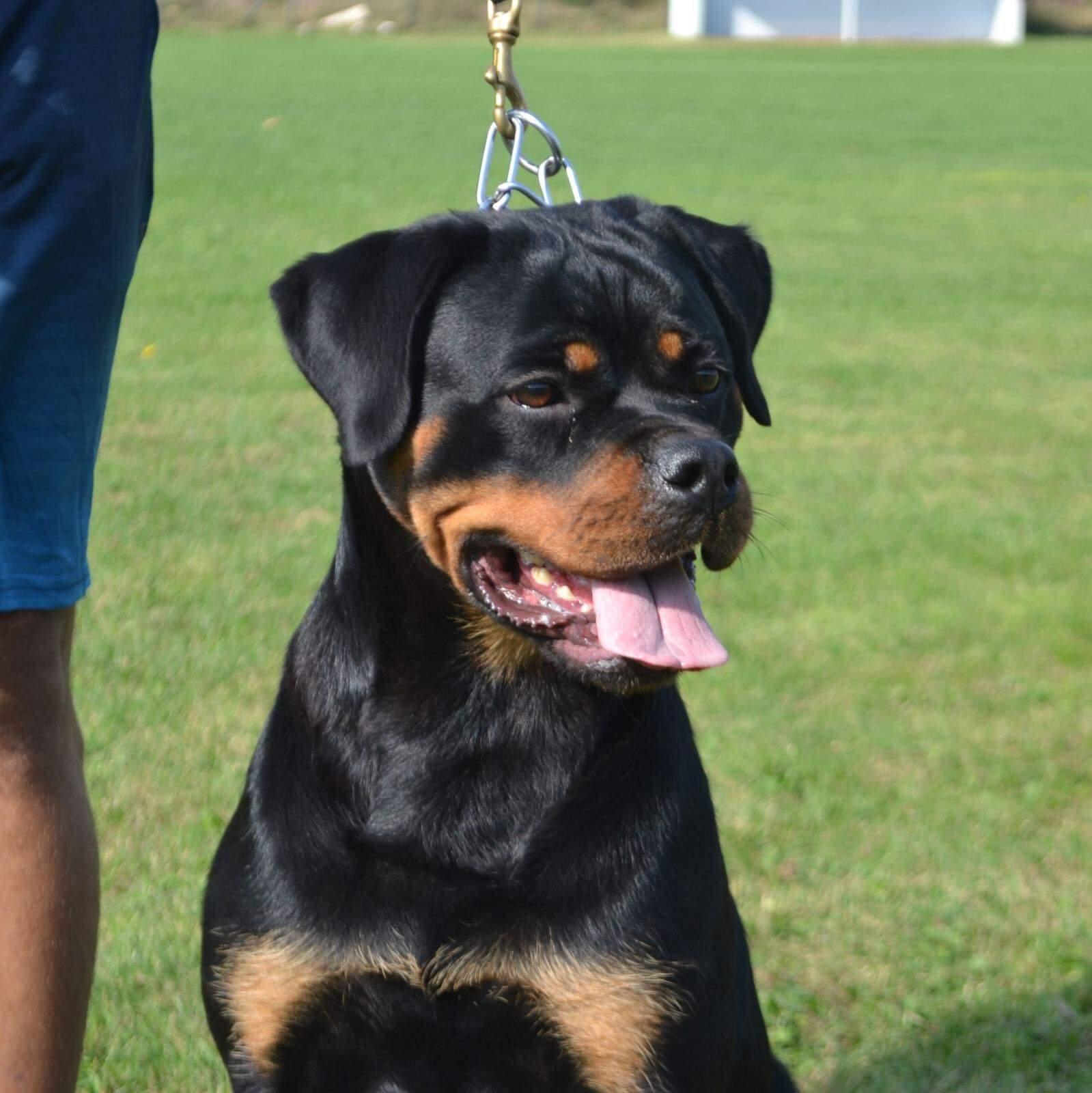 Poza Rottweiler HAUS OF RZA in Texas | Rottweiler puppies | Good Dog
