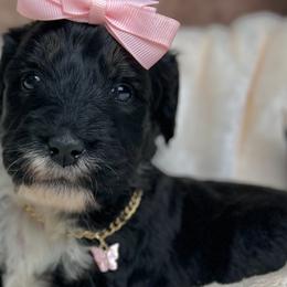 Alana - Bernedoodle puppy in Valrico, Florida from Shadow Kennels