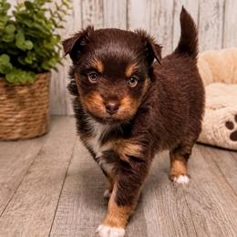 Hershey - Red tri female Miniature Australian Shepherd puppy in Buchanan, Georgia from Stanleyville Farm Mini Aussies