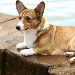Kiwi - Pembroke Welsh Corgi