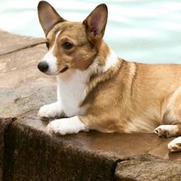 Kiwi - Pembroke Welsh Corgi