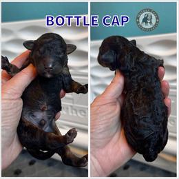 Bottle Cap - Phantom male Bernedoodle puppy in Banner Elk, North Carolina from Walnut Tree Bernedoodles