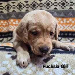 Girl 4 - Yellow female Labrador Retriever puppy in Potosi, Wisconsin from Point and Flush Gun Dogs