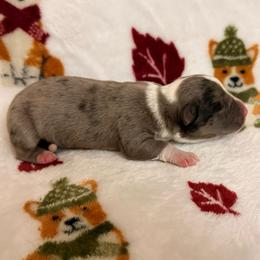 Liberty - Brindle merle and white female Cardigan Welsh Corgi puppy in Mishawaka, Indiana from Squires Corgi Cottage