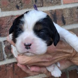 Purple collar, Sunny - Tri-color male Cavalier King Charles Spaniel puppy in Colorado Springs, Colorado from True Love Colorado Cavalier King Charles Spaniels