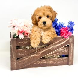 Goldendoodle Puppies from Dreaming Doodles