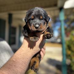 Rose - Black and rust female Beauceron puppy in Scott, Arkansas from Seelingers Beaucerons