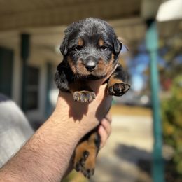 Rose - Black and rust female Beauceron puppy in Scott, Arkansas from Seelingers Beaucerons