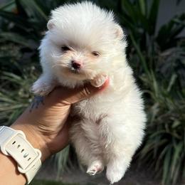 Valentino (light blue) - Cream male Pomeranian puppy in Santa Ana,Ontario, California from Uniquepombabies