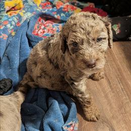 Albus - Merle male Sheepadoodle puppy in Austin, Texas from Darling Doodles
