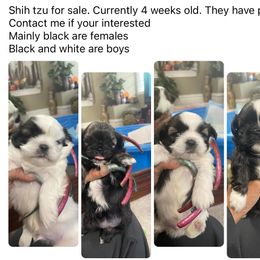 Shih Tzu Puppies from Season's Shih Tzus