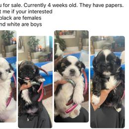 Shih Tzu Puppies from Season's Shih Tzus