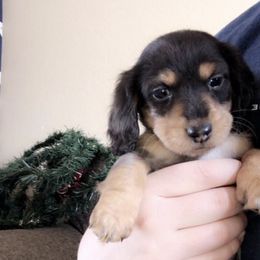 Dachshunds and Pembroke Welsh Corgis from Rocco Kennels