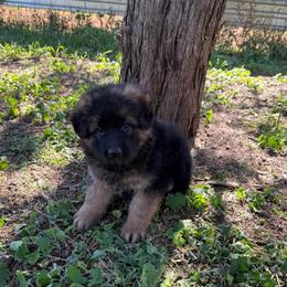 Puma Purple female - Black and red female German Shepherd puppy in Herrick, South Dakota from Dakota Shepherds Kennels