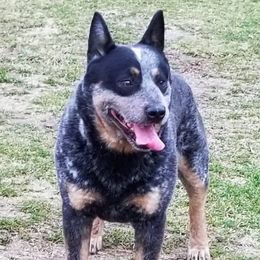 Ty - Australian Cattle Dog