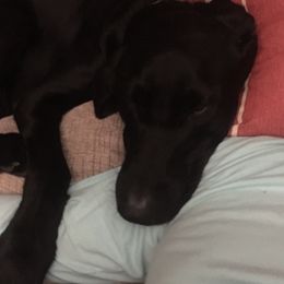Labrador Retrievers from Jason Hopkins' Labrador Retrievers