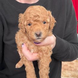 Everest - Red  female Poodle puppy in Cedar City, Utah from Precious Paws Ranch