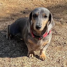Presley - Dachshund