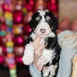 Thor - Tri-color male Bernedoodle puppy in Jackson, Missouri from Pincksten Family Doodles