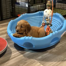 Assorted Doodle Crosses and Golden Retriever Puppies from Golden Palms Puppies