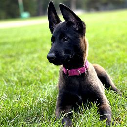 Belgian Malinois Puppies from Battle Road K9