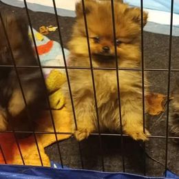 Pomeranian and Pomsky Puppies from Stonehill Breeders