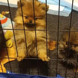 Pomeranian and Pomsky Puppies from Stonehill Breeders