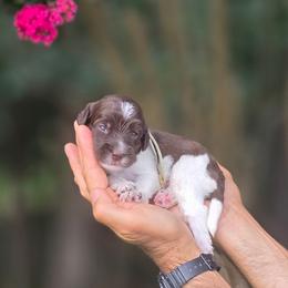 Teal Collar girl Cobbler - Parti female Labradoodle puppy in Granite Falls, North Carolina from Carolina Goldendoodles