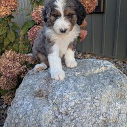 Neo - Blue merle male Bernedoodle puppy in Beach City, Ohio from Blue Cloud Doodles