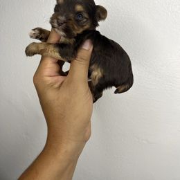 Choco boy - Chocolate and tan male Yorkshire Terrier puppy in Kissimmee, Florida from M&R Yorkies