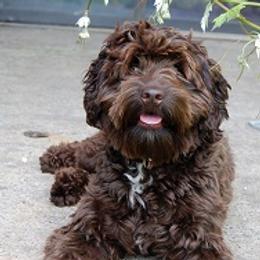 Furber - Australian Labradoodle