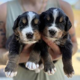 Bernese Mountain Dog Puppies from Jena's Blissful Bernese Mountain Dogs