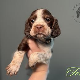 Fern - Tri-Roan female English Springer Spaniel puppy in Poolville, Texas from Lakeview springers