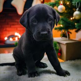 Princess Buttercup - Yellow Collar - Black female Labrador Retriever puppy in Cocoa, Florida from Harrison's Lakeside Labradors LLC