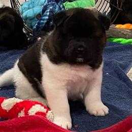 Girl 4 - Brown brindle female Akita puppy in Granville, Ohio from Hickory Ridge Akitas