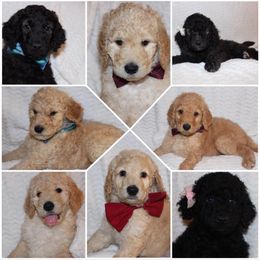 Goldendoodle Puppies from Head Over Doodles