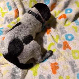 Black - Black roan male German Shorthaired Pointer puppy in Jackson, Georgia from Rosengrace Gsps (formerly Tiner GSP’s)