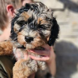Thames Firth - Blue merle female Bernedoodle puppy in Marshall, Michigan from Whispering Aspen Homestead