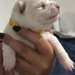 Nami -wave - Cream female Shiba Inu puppy in Lehigh Acres, Florida from SWFL Happy Dogs