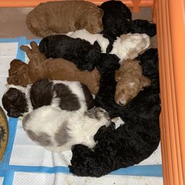 Goldendoodle Puppies from Two Ps in a Pod
