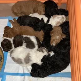 Goldendoodle Puppies from Two Ps in a Pod