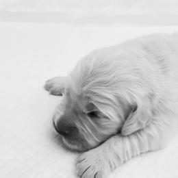 Golden Retriever Puppies from Southern Golden Retrievers