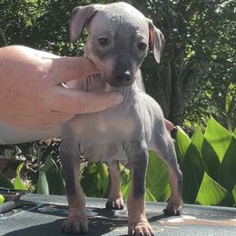 Billie Idol - Black tan and white American Hairless Terrier puppy in Cleveland, Texas from Poise Aussies & American Hairless Terriers