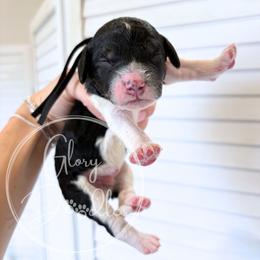 Black - Tri-color male Bernedoodle puppy in Rockwall, Texas from Glory Doodles