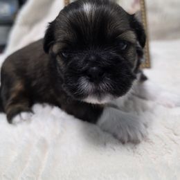 Noble - Brown male Shichon puppy in Ronda, North Carolina from Willow River