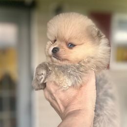 Lil Danny - Orange sable male Pomeranian puppy in Royston, Georgia from SouthernHearts Poms
