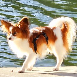 Biewer Terriers and Papillons from Southern Belle's Biewer Terriors & Papillons