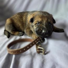 Brown - Sable male German Shepherd puppy in Motley, Minnesota from Von Thomson Haus