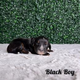 Black boy - Tri-color male Bernedoodle puppy in Modesto, California from Two Doods Doodles